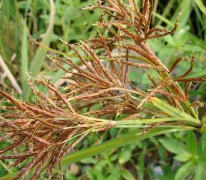 細莖莎草 細莖莎草