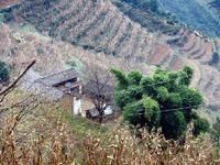 雞子坪自然村 雞子坪自然村