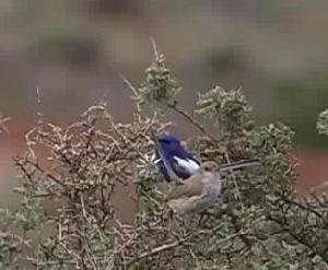 （圖）藍白細尾鷯鶯