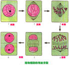 （圖）細胞增殖