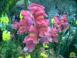 金魚花屬 金魚花屬