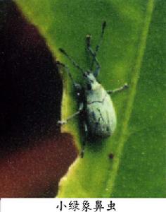 小綠象蟲