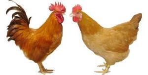 三黃雞
