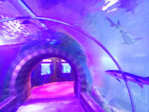 撫遠魚文化體驗館 撫遠魚文化體驗館