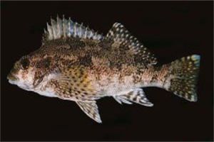 斑絲鰭鱚 斑絲鰭鱚