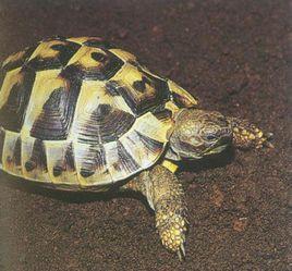 赫爾曼陸龜 赫爾曼陸龜