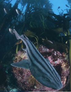 長須貓鯊屬 長須貓鯊屬