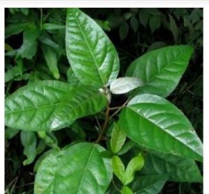 毛銀葉巴豆 毛銀葉巴豆