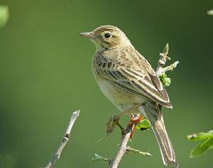 田鷚指名亞種 田鷚指名亞種