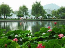 許昌荷花