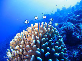 圓筒濱珊瑚 圓筒濱珊瑚