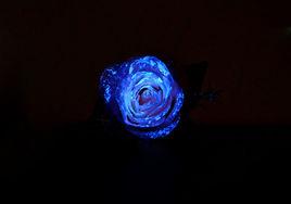 夜光玫瑰 夜光玫瑰