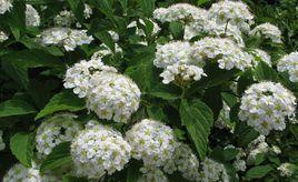 麻葉繡線菊 麻葉繡線菊