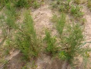 鹽鹼植物 鹽鹼植物