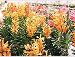 康達爾科技農場 康達爾科技農場