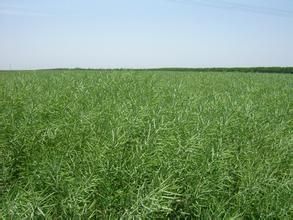 鹽油2號 鹽油2號