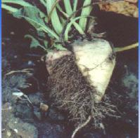 （圖）甜菜胞囊線蟲