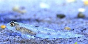 爪哇擬鰕虎 爪哇擬鰕虎