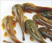 青石爬鮡 青石爬鮡