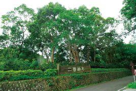 二寮千年樟樹 二寮千年樟樹