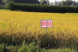 徽兩優絲苗 徽兩優絲苗