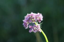 纈草(原變種) 纈草(原變種)