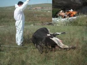 牛布魯菌病 牛布魯菌病