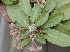 皺葉麒麟 皺葉麒麟