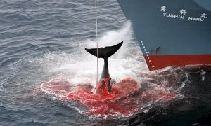 日本捕鯨