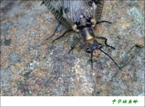 中華斑魚蛉 中華斑魚蛉