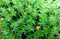 扭葉小金髮蘚 扭葉小金髮蘚