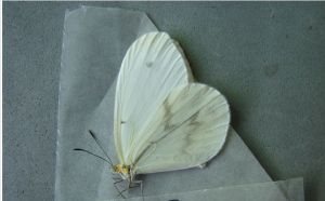 鋸紋小粉蝶 鋸紋小粉蝶