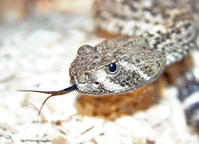 西部菱斑響尾蛇 西部菱斑響尾蛇