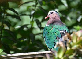 綠背金鳩 綠背金鳩