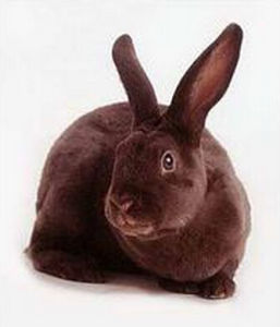 夏溫拿兔 夏溫拿兔