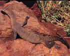 長尾岩巨蜥 　