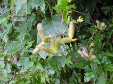 深裂黃草烏[植物]