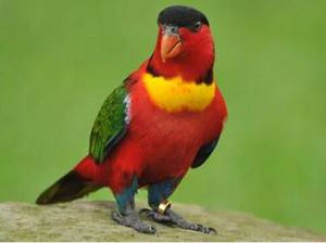 黃兜吸蜜鸚鵡 黃兜吸蜜鸚鵡