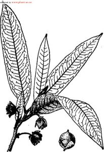 大葉紅淡 大葉紅淡