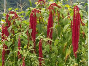 垂鞭繡絨球 垂鞭繡絨球