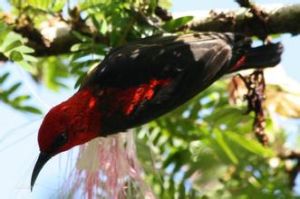 蘇拉攝蜜鳥 蘇拉攝蜜鳥