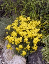 岩生花卉 岩生花卉