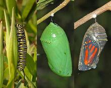 黑脈金斑蝶繁殖過程