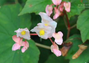 台灣水鴨腳 台灣水鴨腳