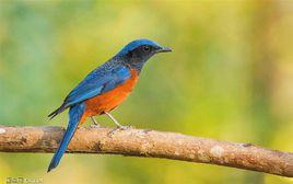 栗腹磯鶇 栗腹磯鶇