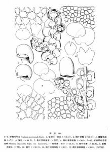 鍾瓣耳葉苔 鍾瓣耳葉苔