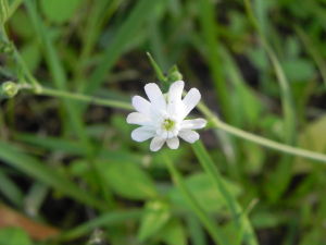 白花蠅子草 白花蠅子草