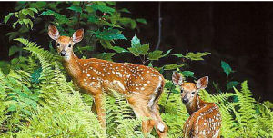 桃紅嶺梅花鹿自然保護區 桃紅嶺梅花鹿自然保護區