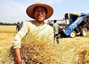 穀賤傷農經濟學原理 穀賤傷農經濟學原理