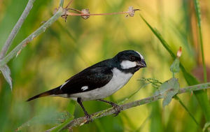 白頰食籽雀 白頰食籽雀